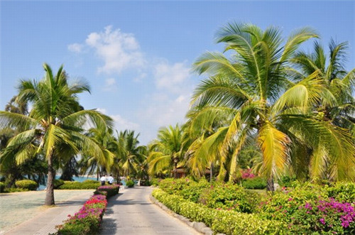 侍魂手游料理需要什么（侍魂手游各种礼包大全）